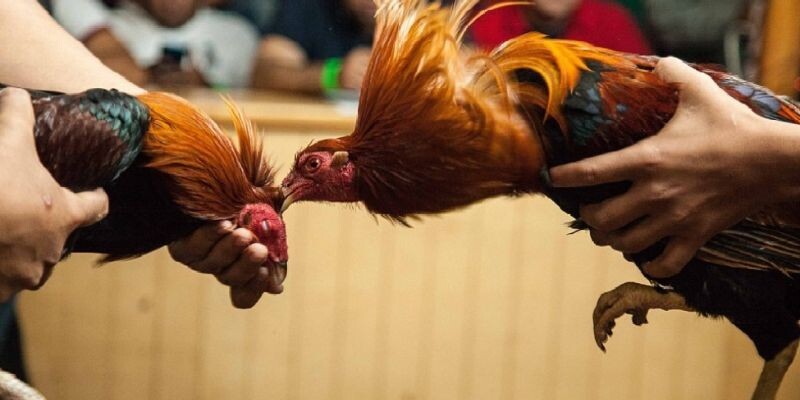 Bảo mật cũng là một trong những lý do nhà cái đá gà 88 thu hút người chơi