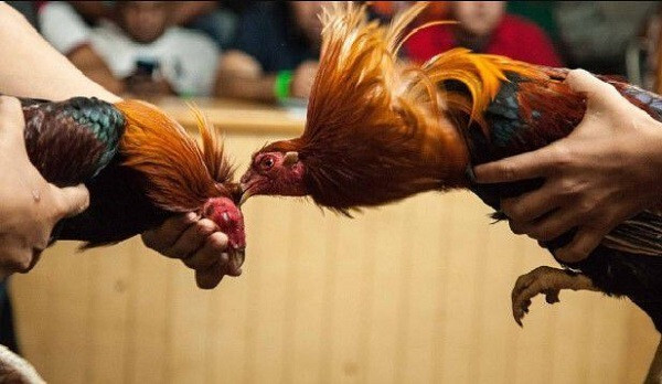 Các nài chỉ thả chiến kê khi nghe hiệu lệnh từ trọng tài 