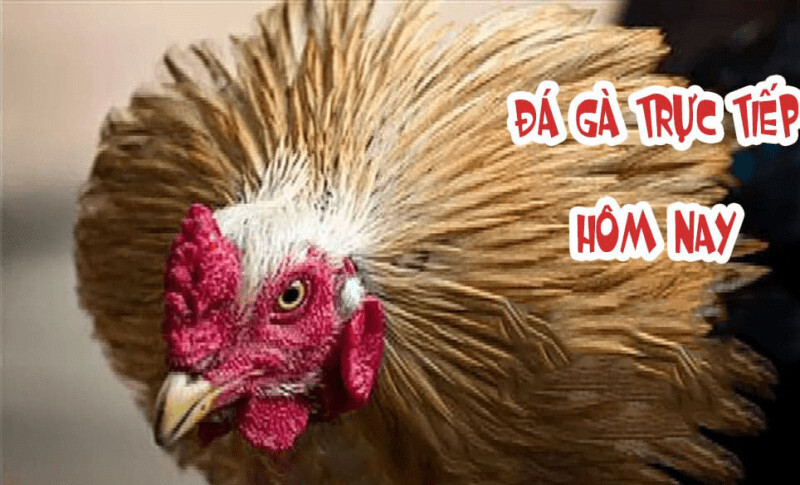 Lưu ý khi tham gia chơi đá gà Campuchia