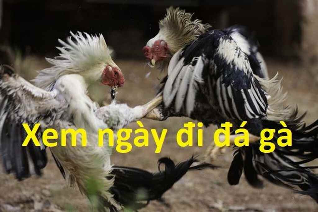 Tầm quan trọng của xem ngày đá gà tốt