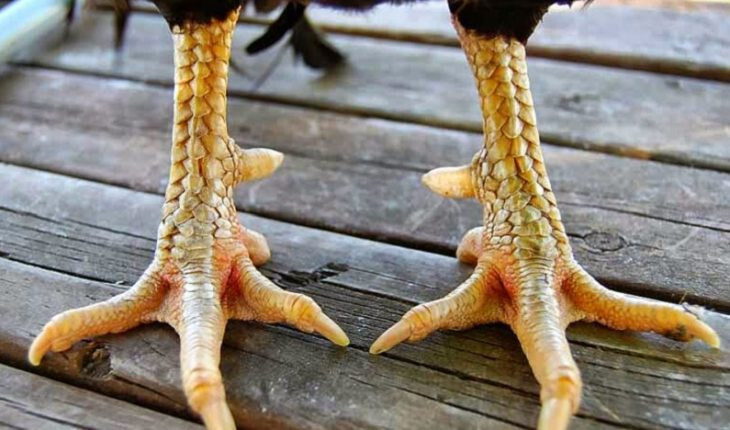 Các nhận biết đặc điểm gà linh kê thần kê