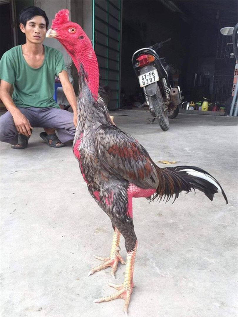 Chú ý quan trọng trong cách vần gà chọi tơ