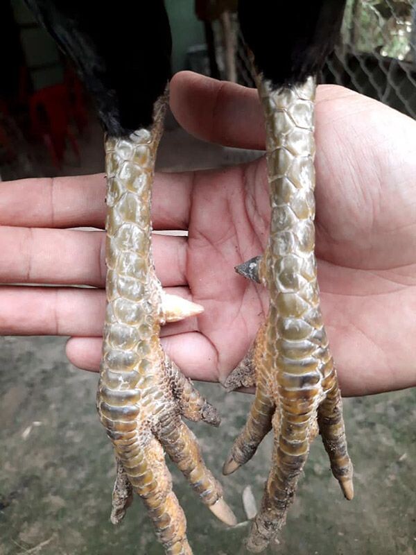 Chú ý tình trạng thể lực của gà cựa sắt khi mua gà tại chợ tốt gà đá Hóc Môn