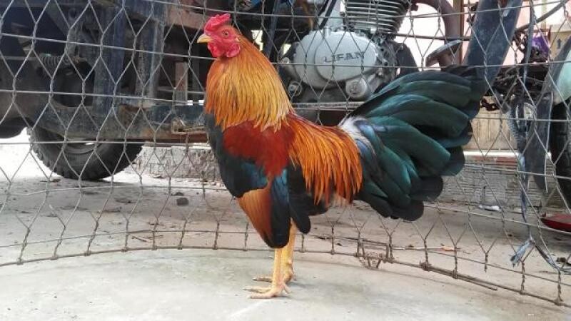 Dựa vào đặc điểm của mỏ gà anh em sẽ có được những chú gà phù hợp