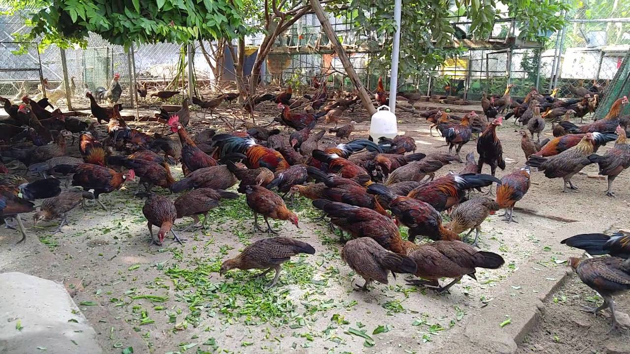 Gà rừng mang đến những giá trị gì?