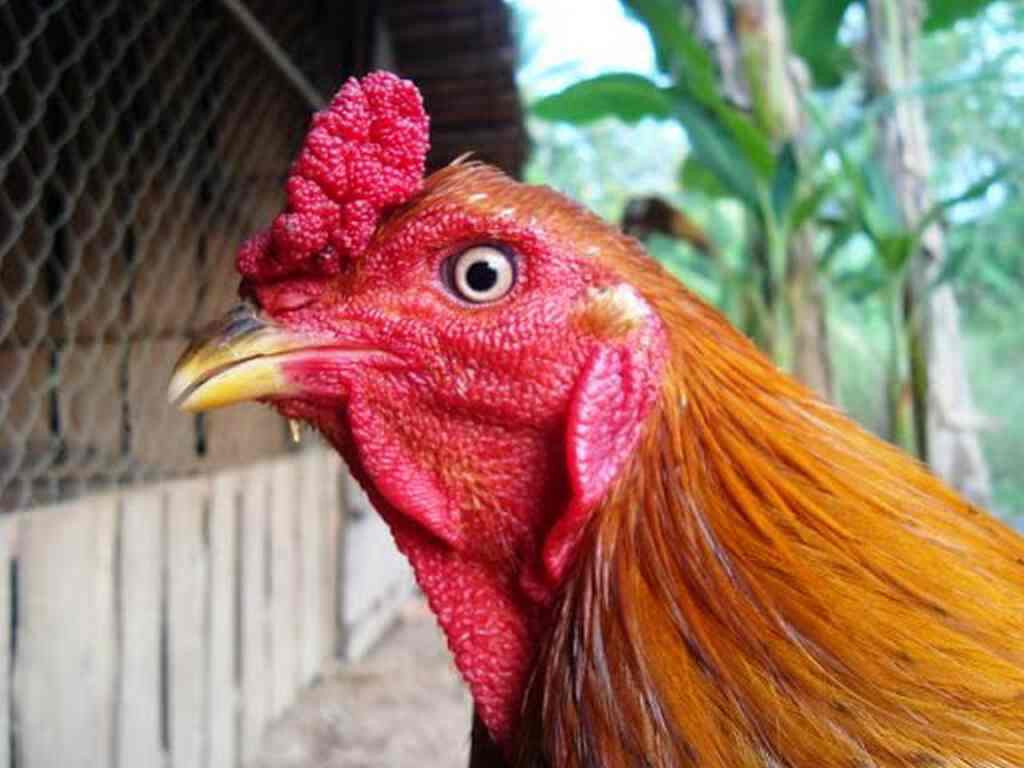 Giải mã độ quý hiếm của gà linh kê thần kê