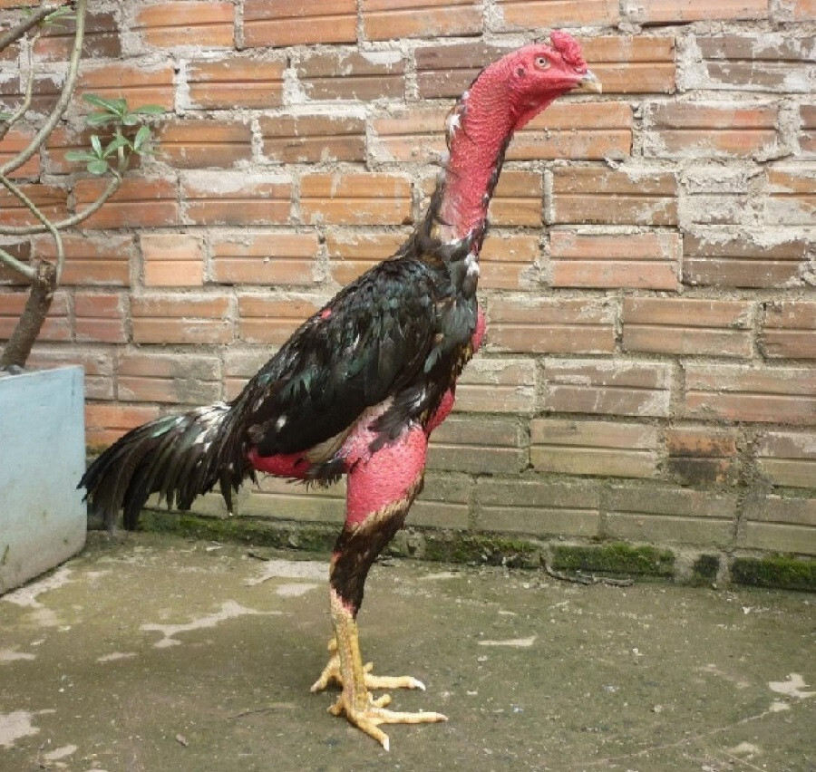 Giống gà chọi nòi được nuôi tại nhiều địa phương khắp cả nước
