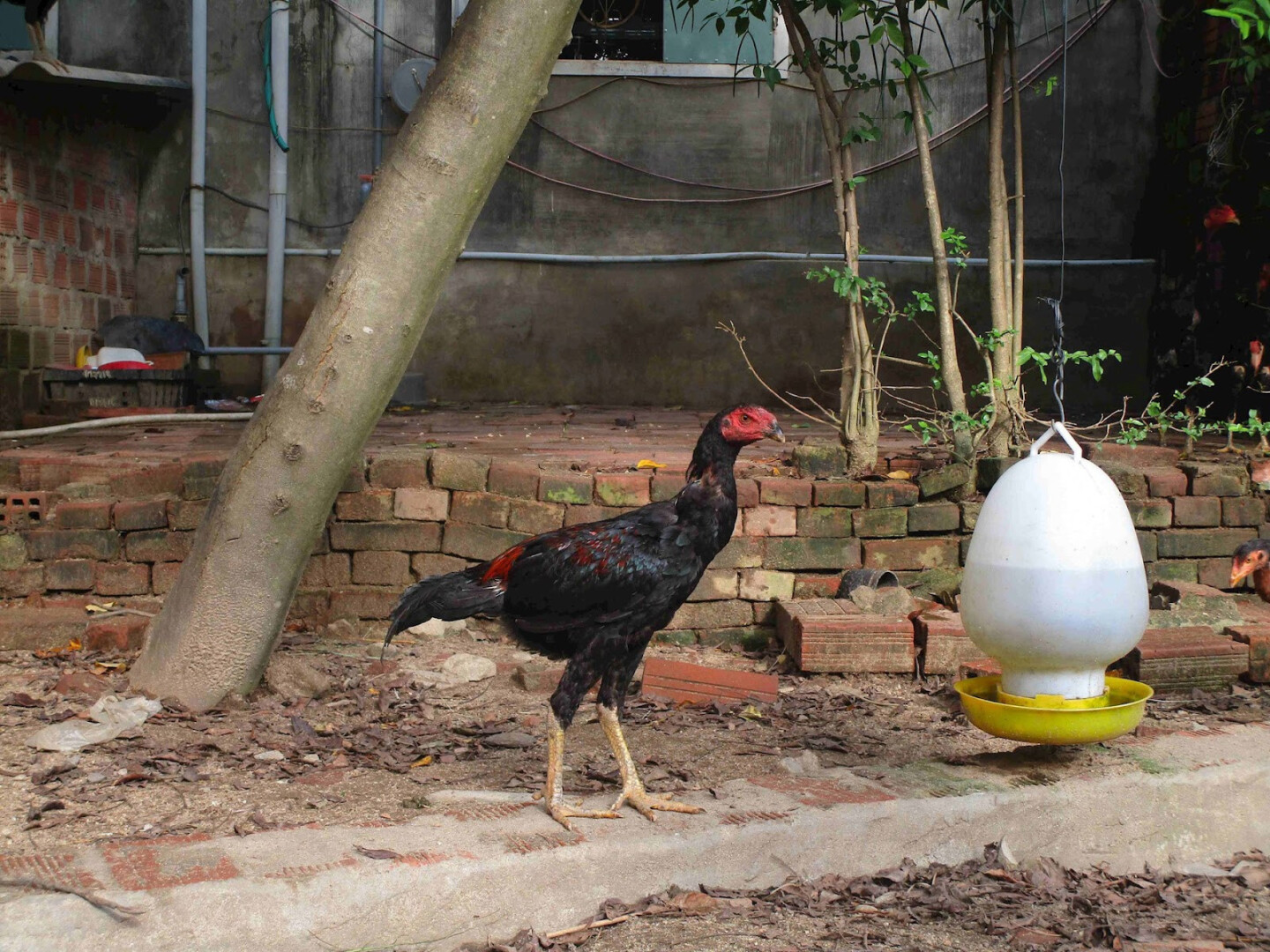 Hướng dẫn nuôi gà Shamo nhanh lớn, chắc khỏe