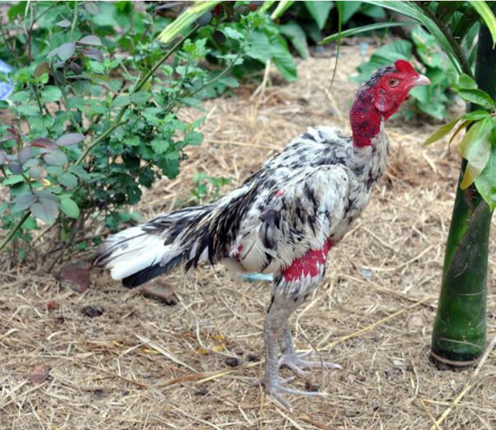 Thông tin về cách ghép gà trống mái đúng chuẩn