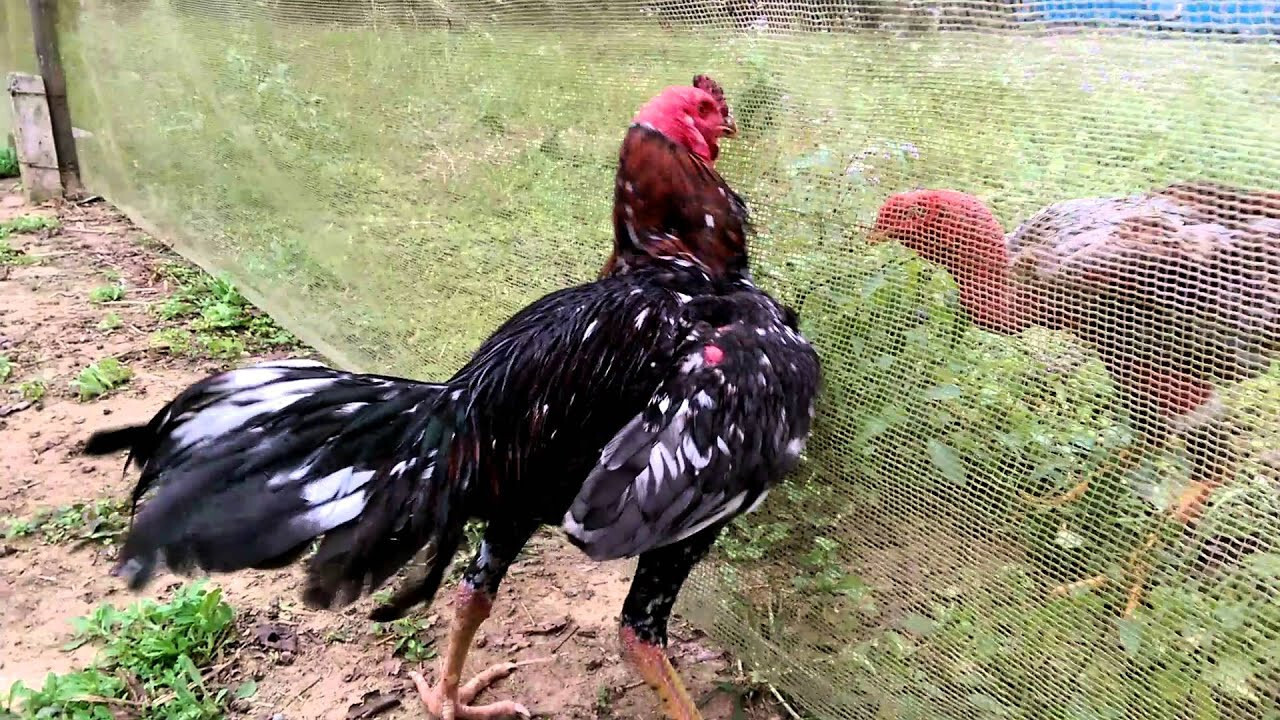Vần gà chọi tơ là gì?