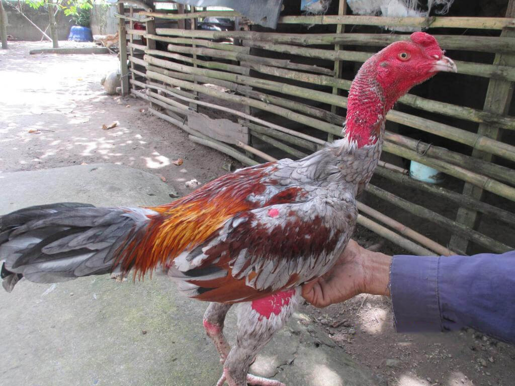 Cách làm nước cho gà chọi lúc giao đấu