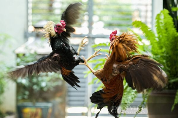 Chiêm bao thấy người khác tặng con gà