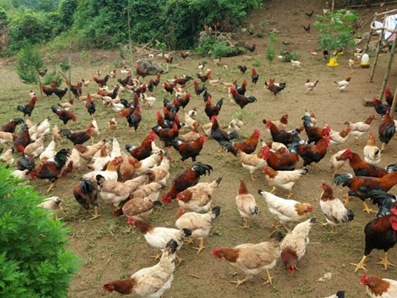 Công tác chuẩn bị để nuôi gà con khỏe mạnh