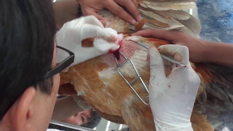 Hướng dẫn hai phương pháp thiến gà đúng cách
