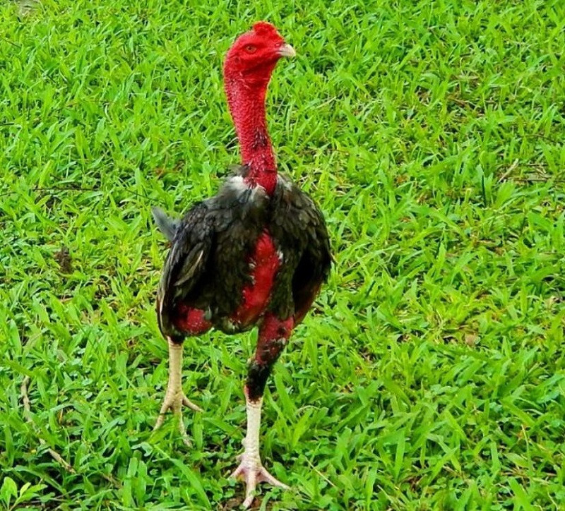 Hướng dẫn xem vảy gà kích giáp chuẩn