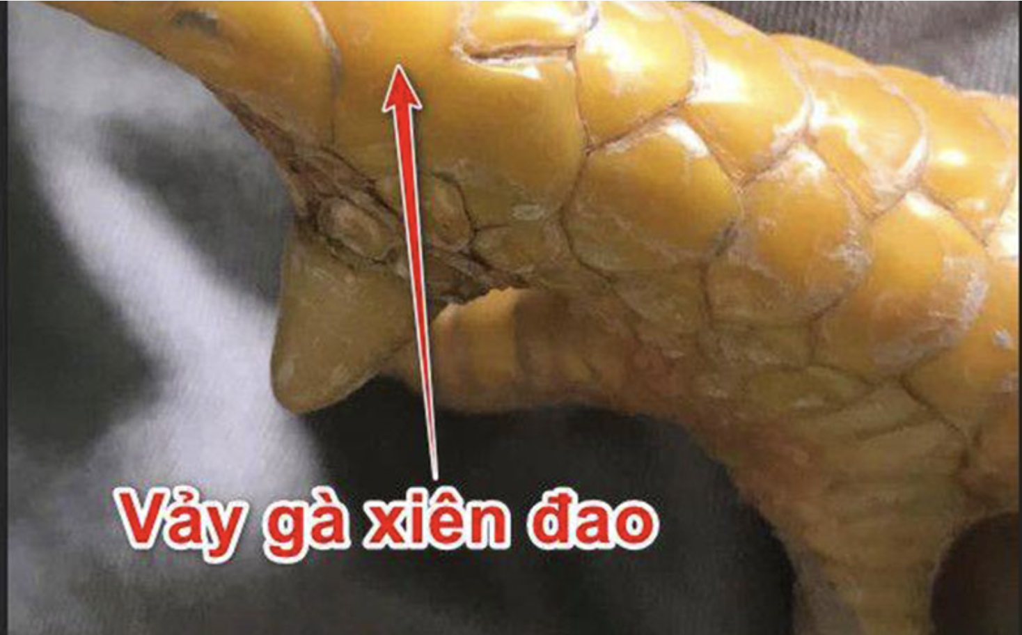 Loại vảy gà xuyên đao nào tốt nhất hiện nay?