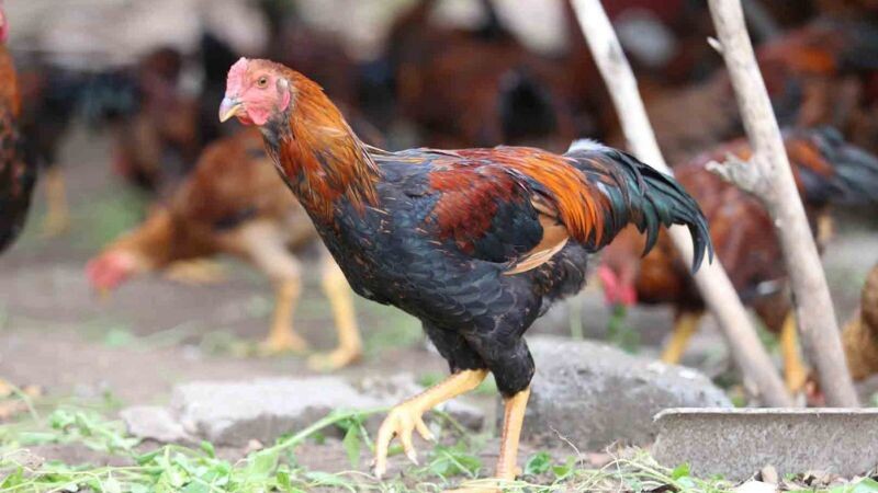 Một trong những ưu điểm của giống này là sự máu chiến được thừa hưởng