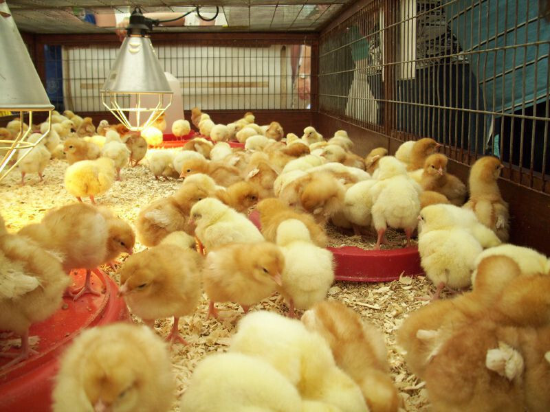 Quy trình chăm sóc để gà con khỏe mạnh