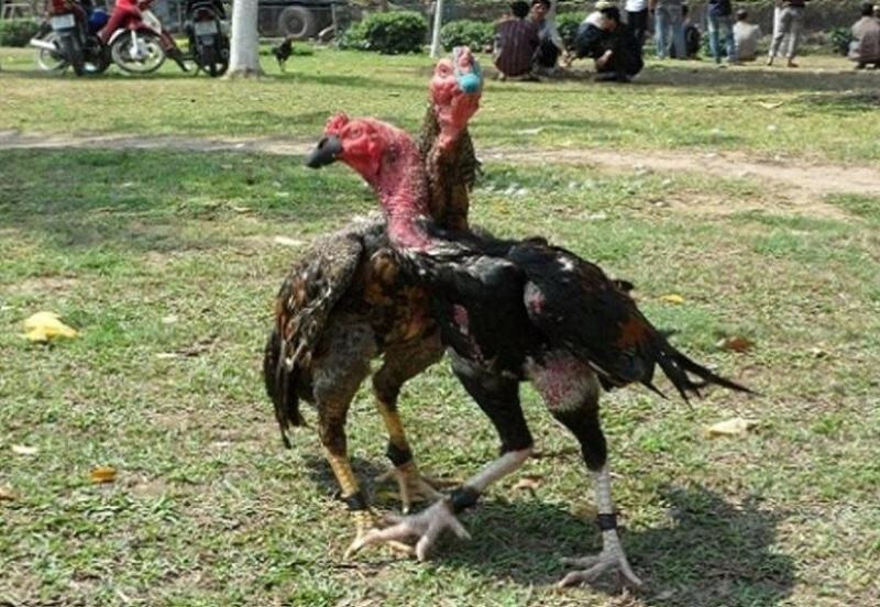 Thế ôm đấm
