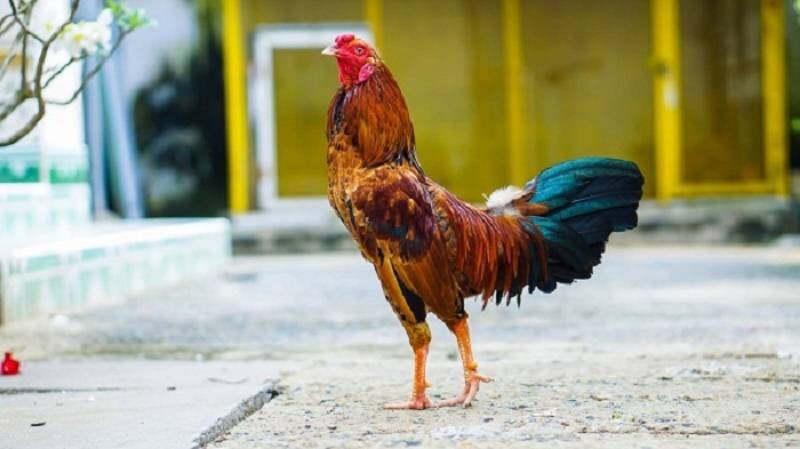 Thời điểm để thiến gà đúng cách