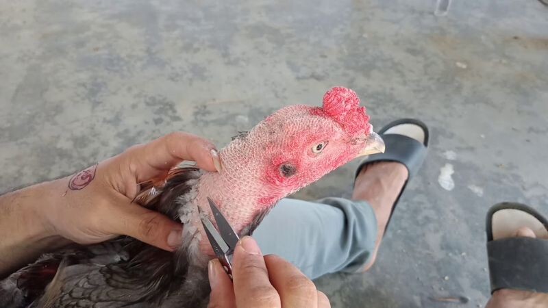 Tỉa lông vùng đầu cần sự kiên nhẫn và tỉ mỉ của anh em nuôi chiến kê
