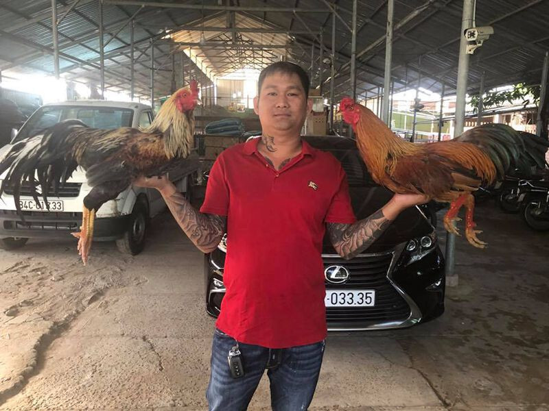 Vùng nào xuất hiện nhiều gà cọp nhất?