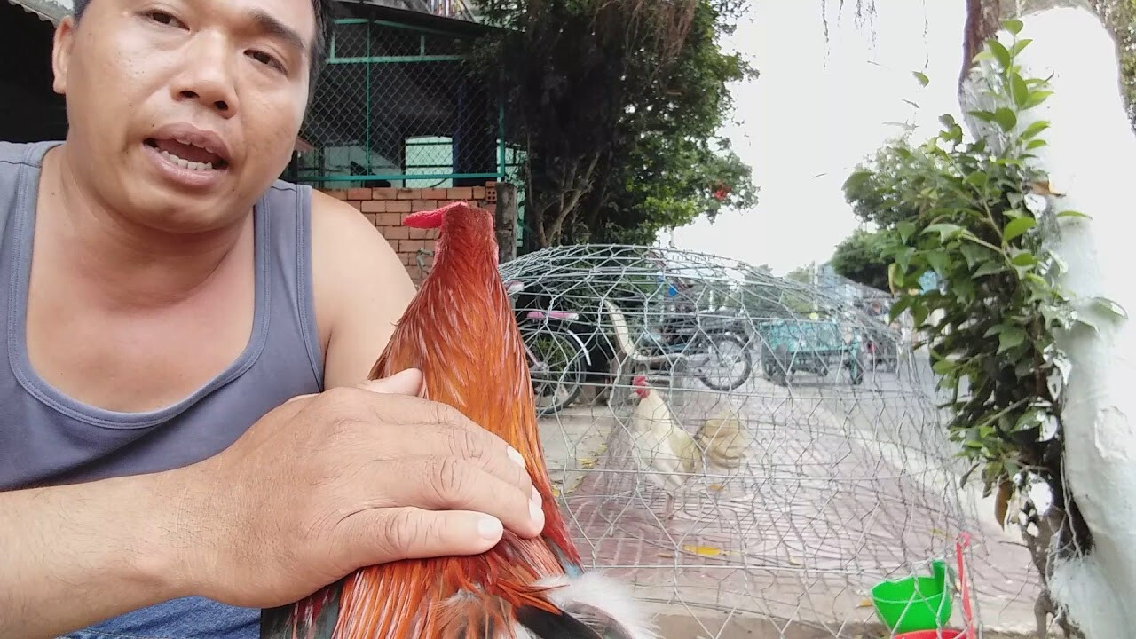 Bắt gà bằng lưới