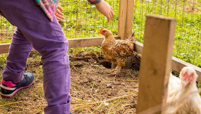 Cách bắt gà đá không kêu bằng xào