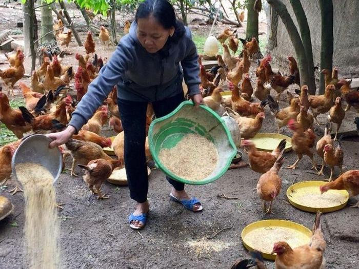 Cách cho gà ăn thân cây chuối đúng cách