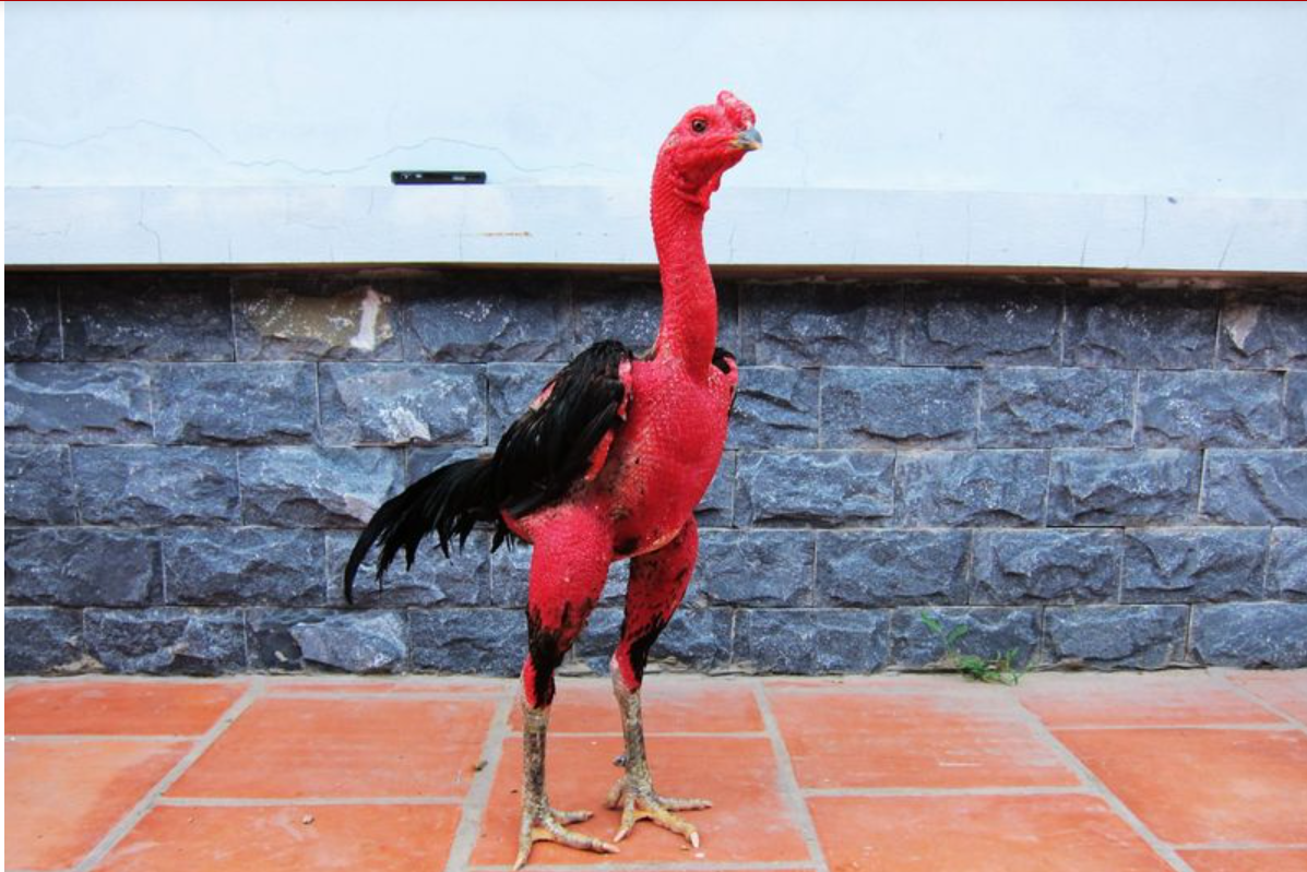 Cách nuôi gà đá sung có dễ thực hiện như lời đồn?