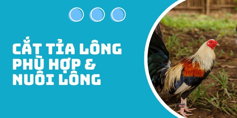 Cắt tỉa lông và nuôi lông sao cho hợp lý nhất