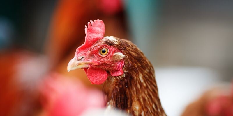 Dựng chuồng trại cùng với vệ sinh và nuôi nhốt hợp lý