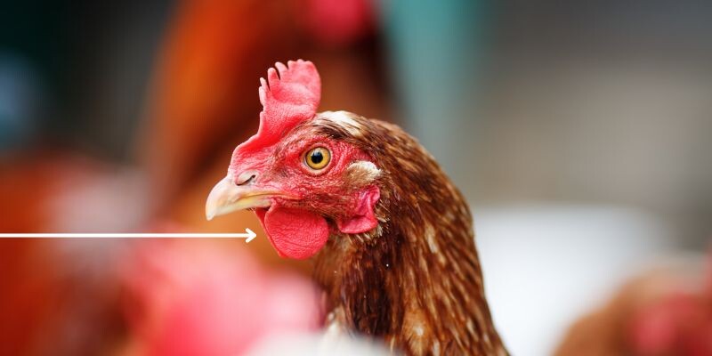 Gà cắt tai bao lâu thì đá được? Gà cắt tai sau từ 2 tuần - 1 tháng có thể đá giải bình thường