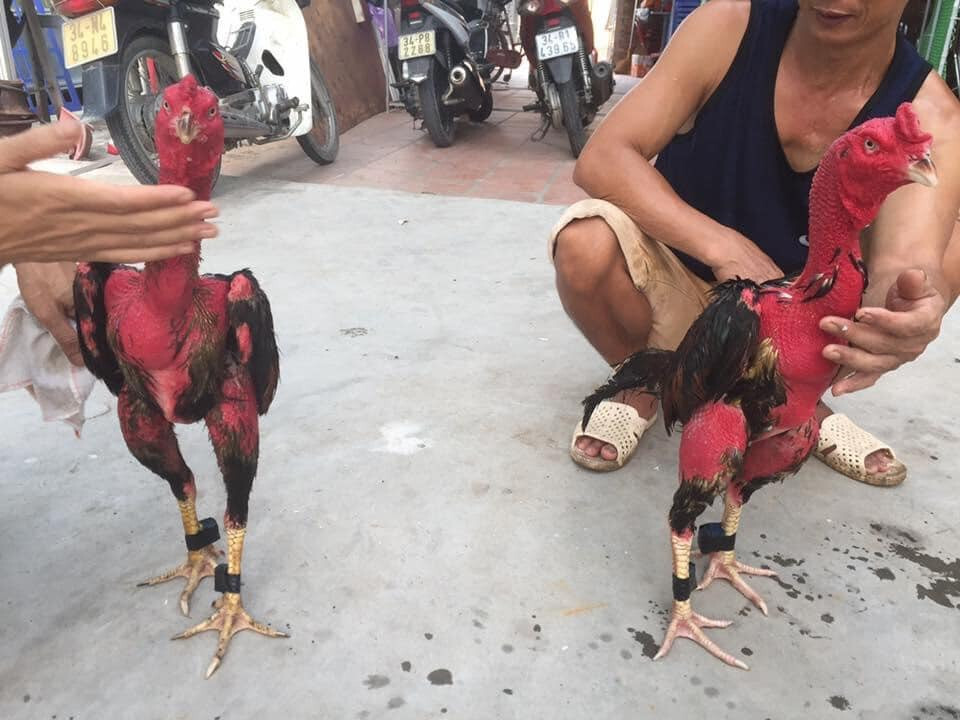 Giai đoạn kỳ vần và om bóp