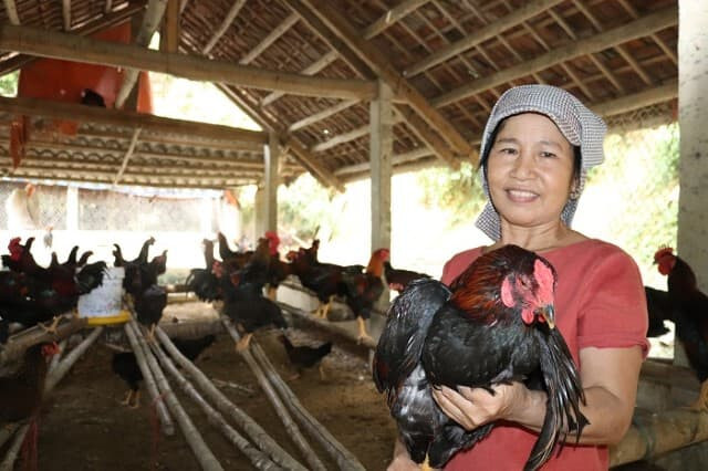 Thân cây chuối chứa rất nhiều lợi ích tốt cho cơ thể gà