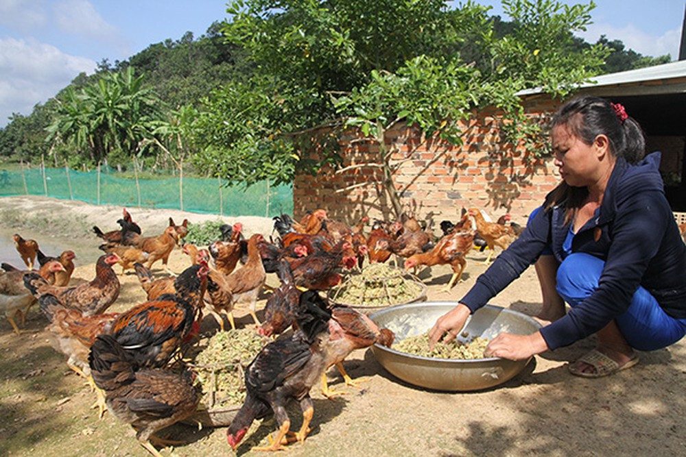 Thân cây chuối là món ăn yêu thích của gà