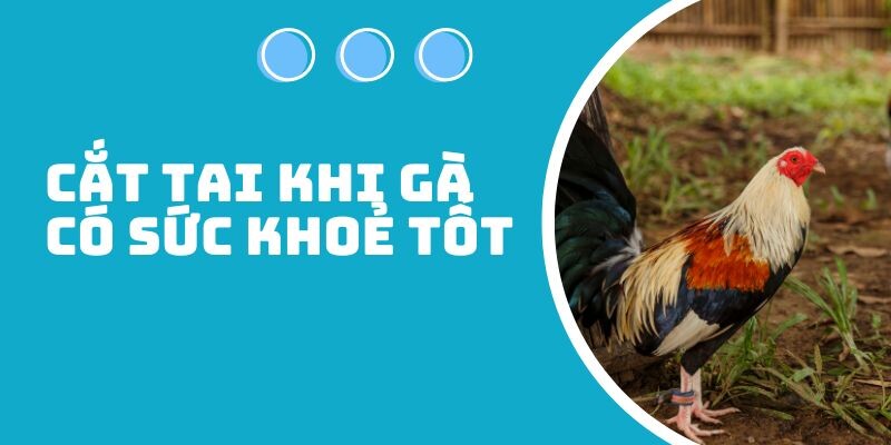 Thời điểm nào chiến kê nên được cắt tai?