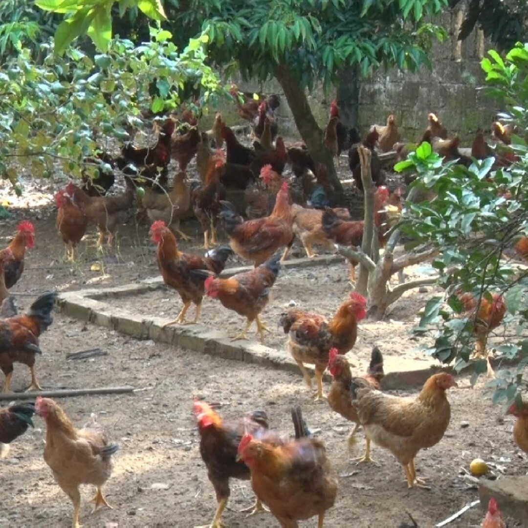 Thức ăn & cách cho gà đá thả vườn ăn