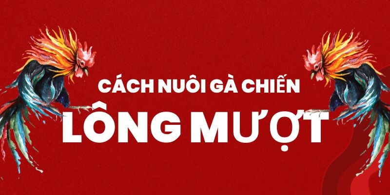 Tổng hợp cách nuôi gà đá cho lông bóng mượt