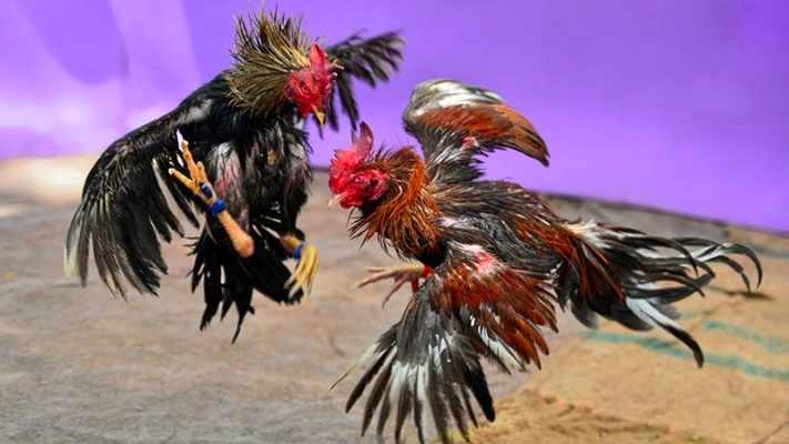 bí quyết thả gà đá cựa tròn hiệu quả là gì? 
