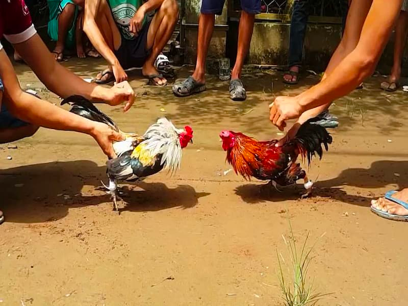 Bí quyết thả gà đá cựa tròn - Thả gà đúng thời điểm 