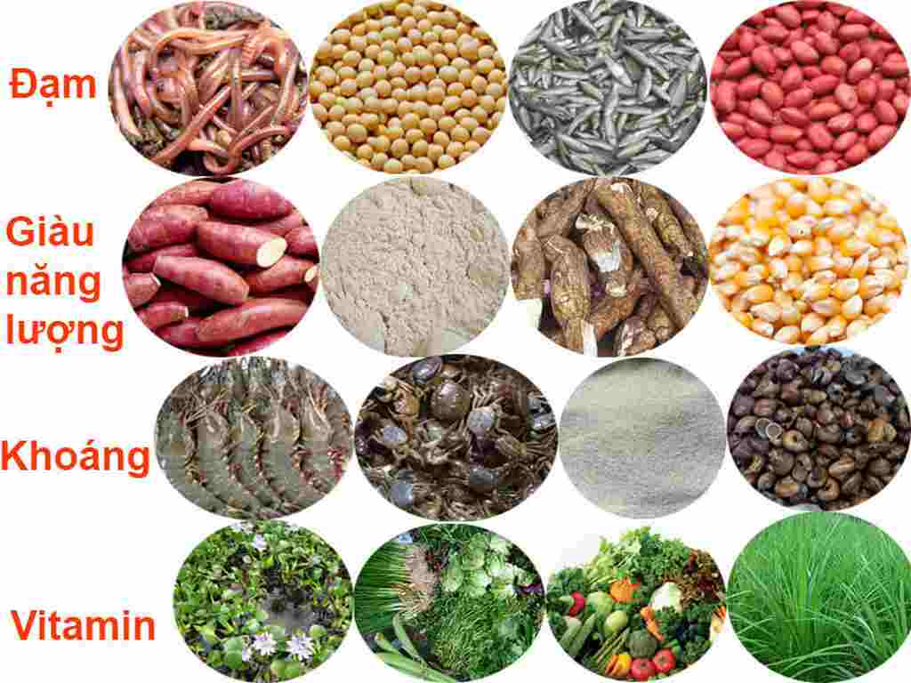 Chú ý chế độ dinh dưỡng phải đủ chất trong cách nuôi gà chọi dáng chuẩn 
