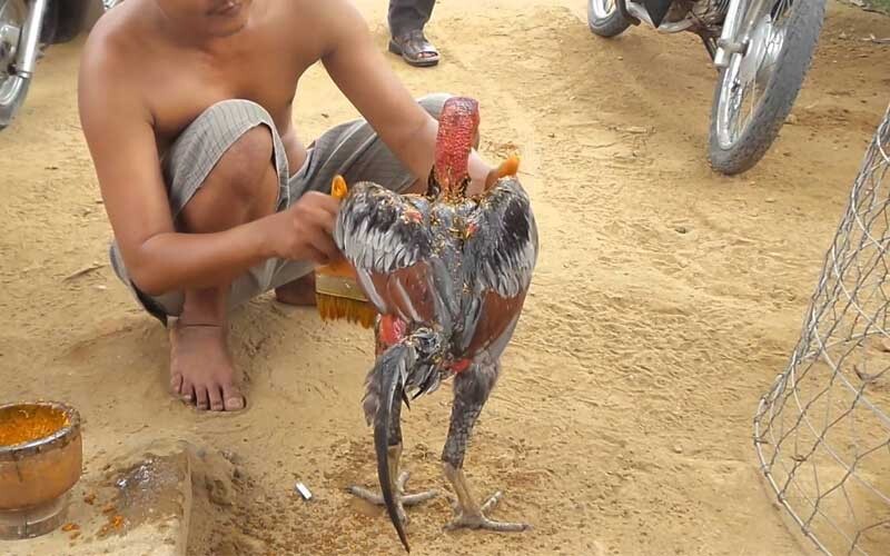 Một vài điều cần lưu ý về cách vần đòn cho gà tơ